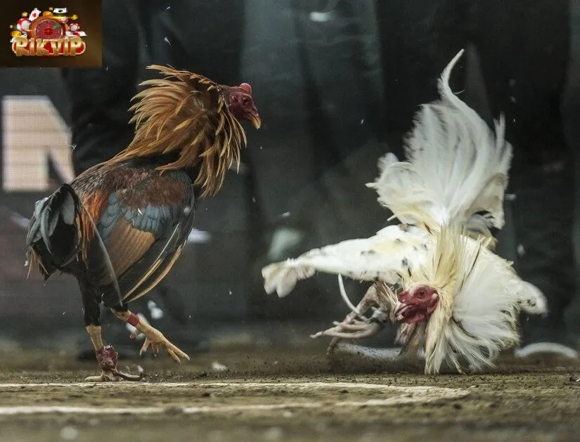 Kỹ năng phân tích về thành tích của gà khi soi kèo 